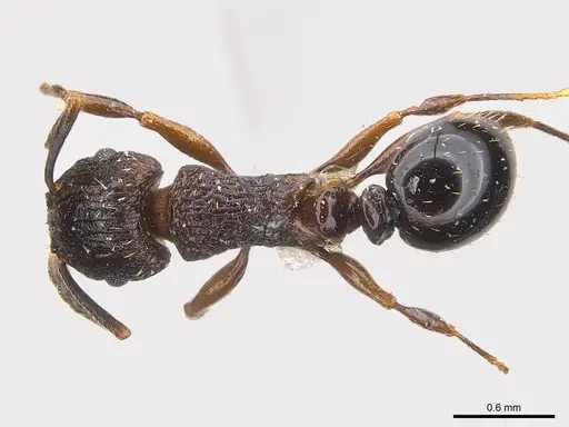 Tetramorium weitzeckeri - CASENT0217060