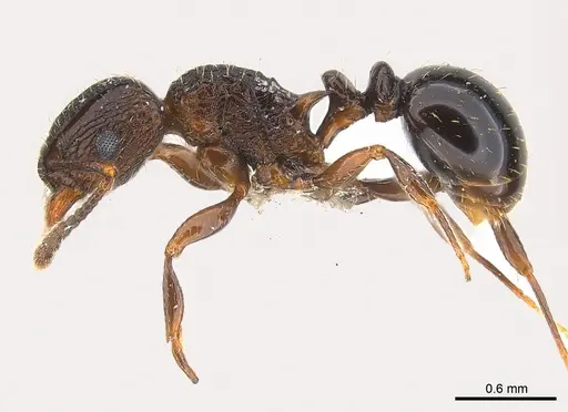 Tetramorium weitzeckeri - CASENT0217060