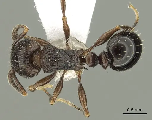 Tetramorium weitzeckeri - CASENT0217231