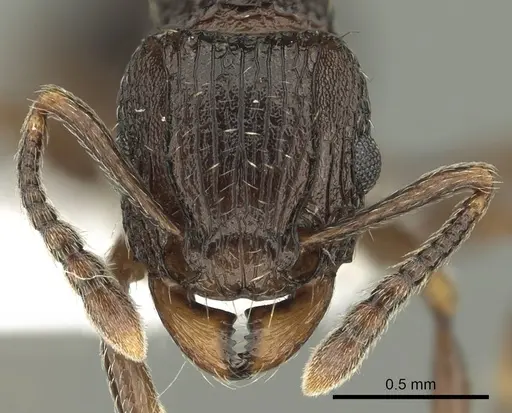 Tetramorium weitzeckeri - CASENT0217231