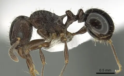 Tetramorium weitzeckeri - CASENT0217231