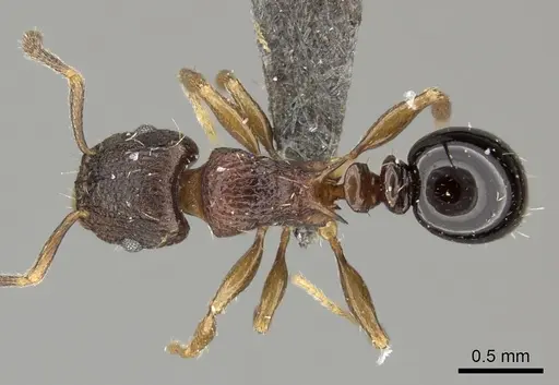 Tetramorium weitzeckeri - CASENT0235814