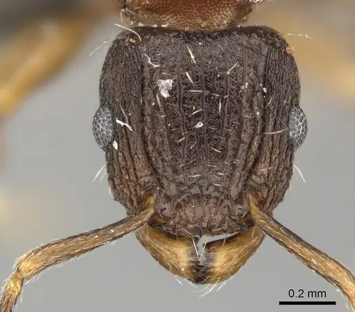 Tetramorium weitzeckeri - CASENT0235814