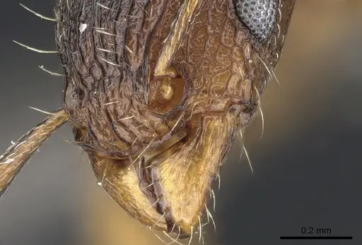 Tetramorium weitzeckeri - CASENT0235814