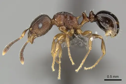 Tetramorium weitzeckeri - CASENT0235814