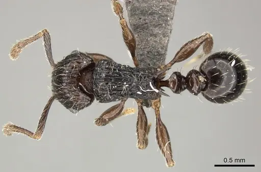 Tetramorium weitzeckeri - CASENT0235816