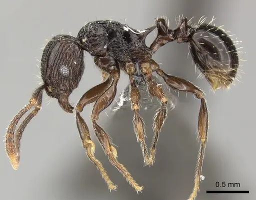 Tetramorium weitzeckeri - CASENT0235816