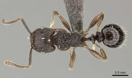 Tetramorium weitzeckeri - CASENT0235817