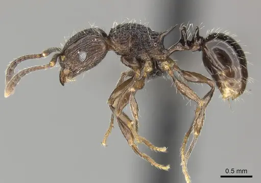 Tetramorium weitzeckeri - CASENT0235817