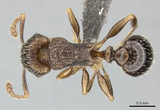 Tetramorium weitzeckeri - CASENT0249013