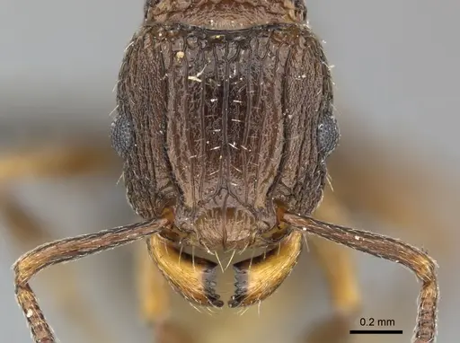 Tetramorium weitzeckeri - CASENT0249013