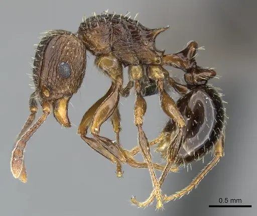 Tetramorium weitzeckeri - CASENT0249013