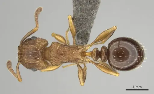 Tetramorium weitzeckeri - CASENT0253642