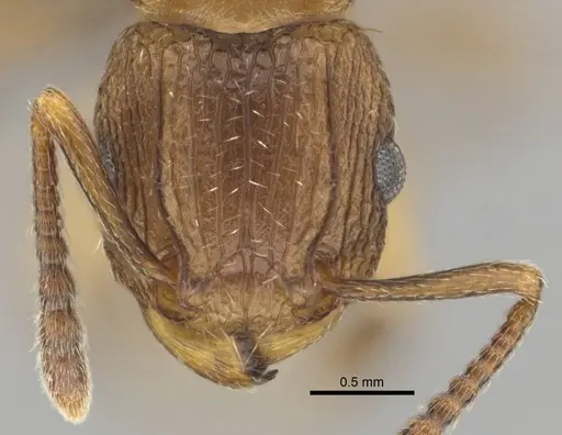 Tetramorium weitzeckeri - CASENT0253642