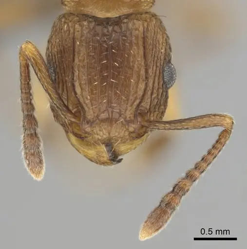 Tetramorium weitzeckeri - CASENT0253642