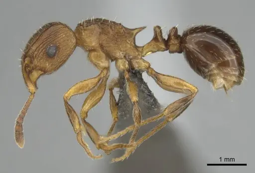 Tetramorium weitzeckeri - CASENT0253642