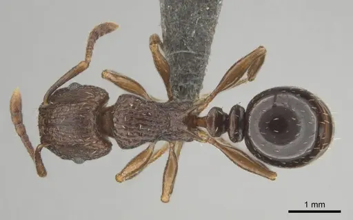 Tetramorium weitzeckeri - CASENT0253654