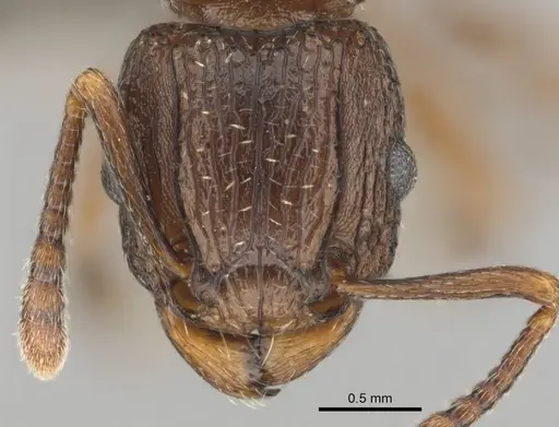 Tetramorium weitzeckeri - CASENT0253654