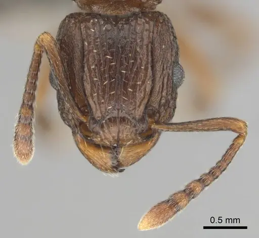 Tetramorium weitzeckeri - CASENT0253654