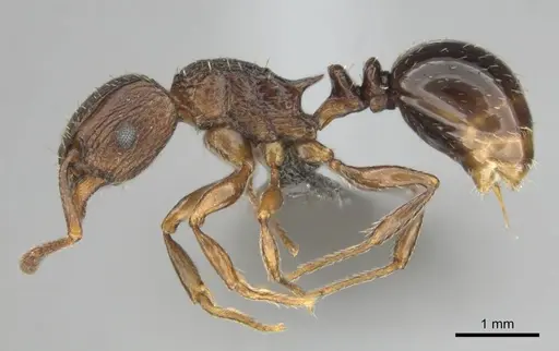 Tetramorium weitzeckeri - CASENT0253654