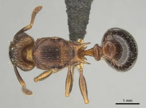 Tetramorium weitzeckeri - CASENT0257069