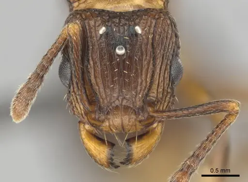 Tetramorium weitzeckeri - CASENT0257069
