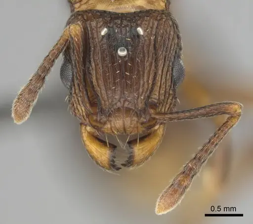 Tetramorium weitzeckeri - CASENT0257069