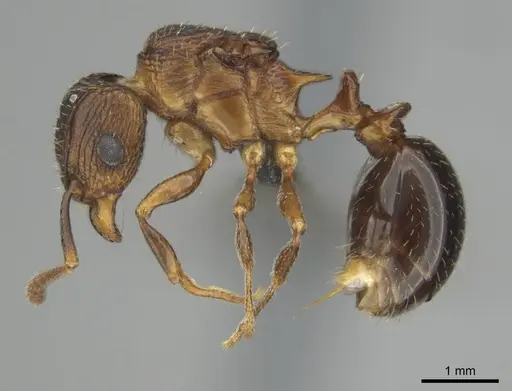 Tetramorium weitzeckeri - CASENT0257069