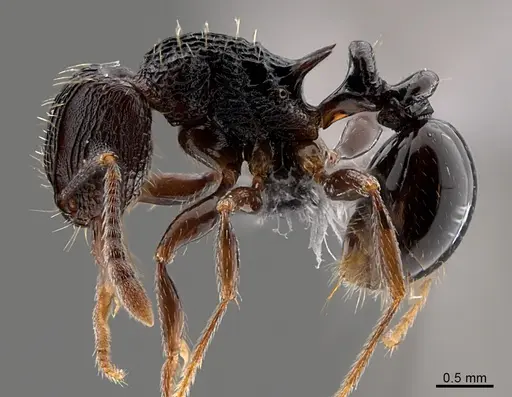 Tetramorium weitzeckeri - CASENT0775452