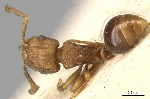 Tetramorium weitzeckeri - CASENT0901175