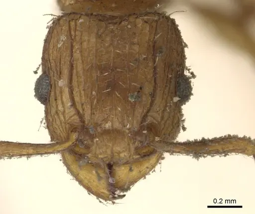 Tetramorium weitzeckeri - CASENT0901175