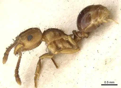 Tetramorium weitzeckeri - CASENT0901175