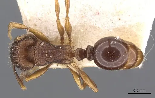 Tetramorium weitzeckeri - CASENT0909180