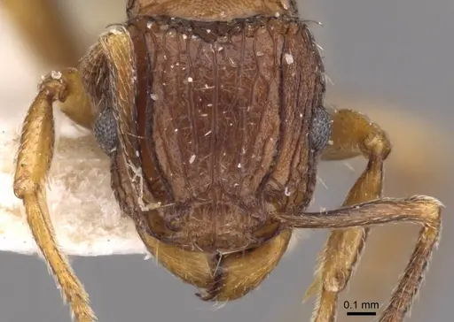 Tetramorium weitzeckeri - CASENT0909180