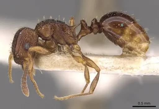 Tetramorium weitzeckeri - CASENT0909180