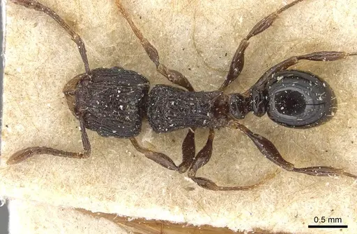 Tetramorium weitzeckeri - CASENT0915094