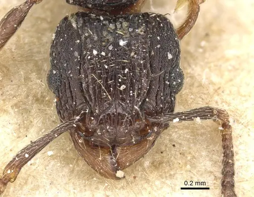 Tetramorium weitzeckeri - CASENT0915094