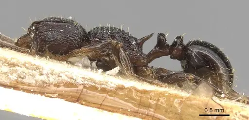 Tetramorium weitzeckeri - CASENT0915094