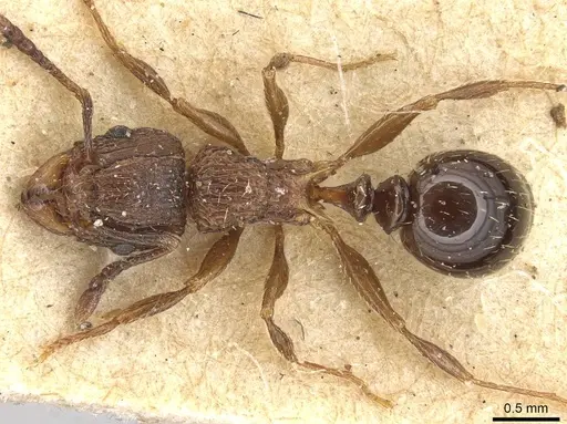 Tetramorium weitzeckeri - CASENT0915095