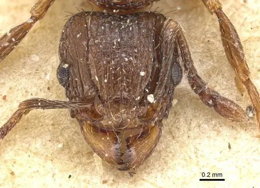 Tetramorium weitzeckeri - CASENT0915095