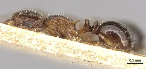 Tetramorium weitzeckeri - CASENT0915095