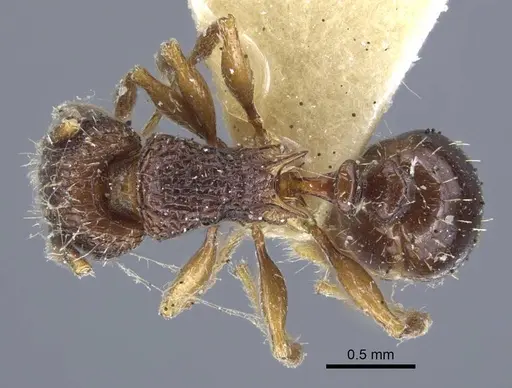 Tetramorium weitzeckeri - CASENT0917086