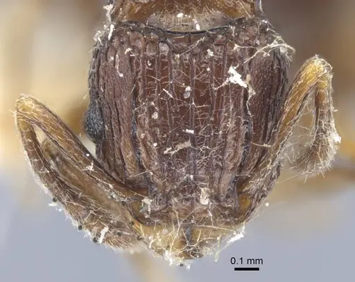 Tetramorium weitzeckeri - CASENT0917086