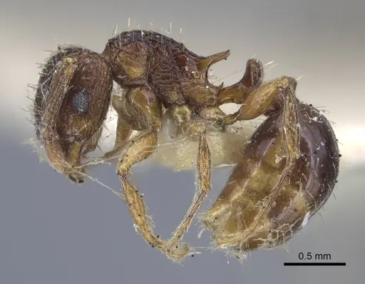 Tetramorium weitzeckeri - CASENT0917086