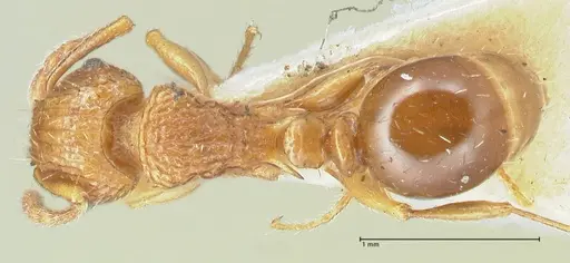 Tetramorium weitzeckeri - FOCOL2103
