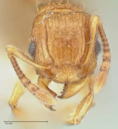 Tetramorium weitzeckeri - FOCOL2103