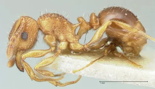Tetramorium weitzeckeri - FOCOL2103