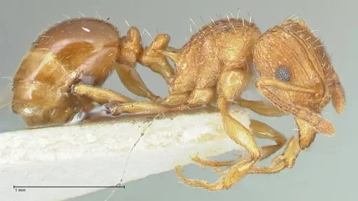 Tetramorium weitzeckeri - FOCOL2103