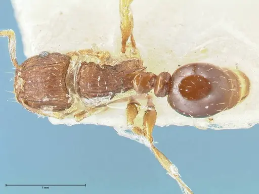 Tetramorium weitzeckeri - FOCOL2104
