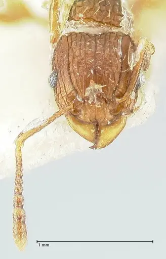 Tetramorium weitzeckeri - FOCOL2104